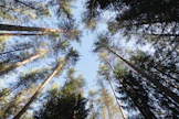 Suomessa merkittävin hiilinielu ovat metsät, jotka yhdessä viljelysmaan, kosteikkojen ja muun maan kanssa muodostavat niin sanotun maankäyttösektorin. 