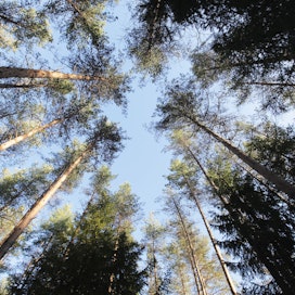 Suomessa merkittävin hiilinielu ovat metsät, jotka yhdessä viljelysmaan, kosteikkojen ja muun maan kanssa muodostavat niin sanotun maankäyttösektorin. 