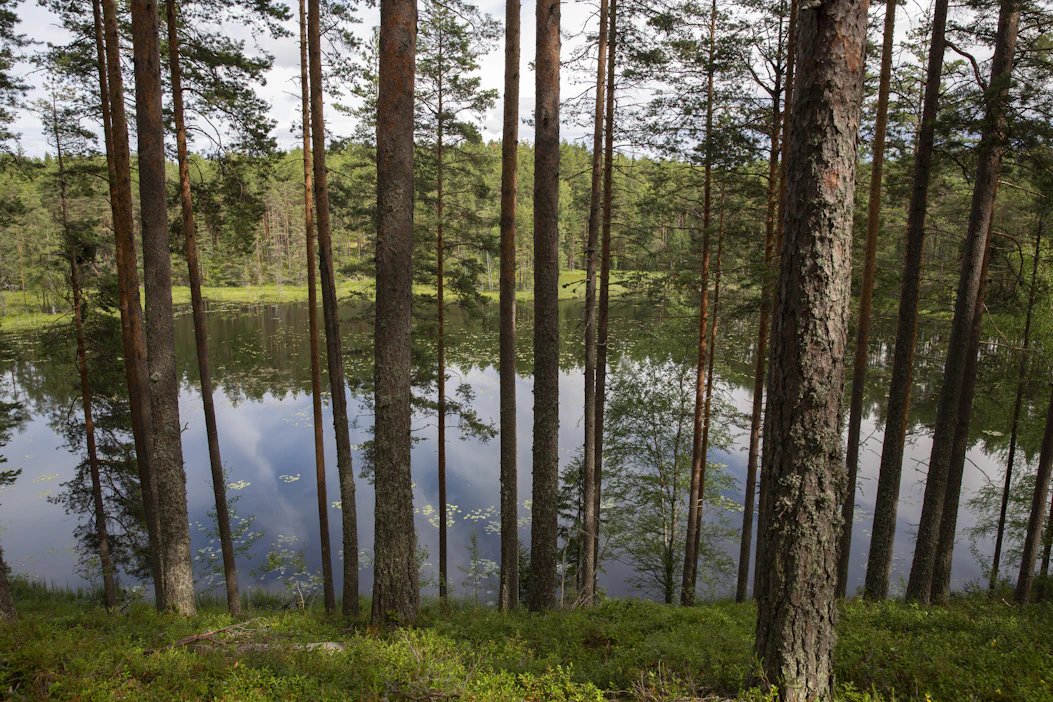 ”Kulkiessani metsässä katselen sammaleita ja puiden muotoja ja kuuntelen. Metsä humisee, suhisee, rasahtaa, havisee ja laulaa”, kirjoittaa Aarteen lukija.