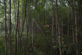 Tuettujen hoitotöiden täysi laiminlyönti on varsin harvinaista. Yleisempiä ovat tapaukset, joissa taimikkoa tai nuorta metsää harvennetaan liikaa tai liian vähän.