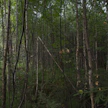 Tuettujen hoitotöiden täysi laiminlyönti on varsin harvinaista. Yleisempiä ovat tapaukset, joissa taimikkoa tai nuorta metsää harvennetaan liikaa tai liian vähän.