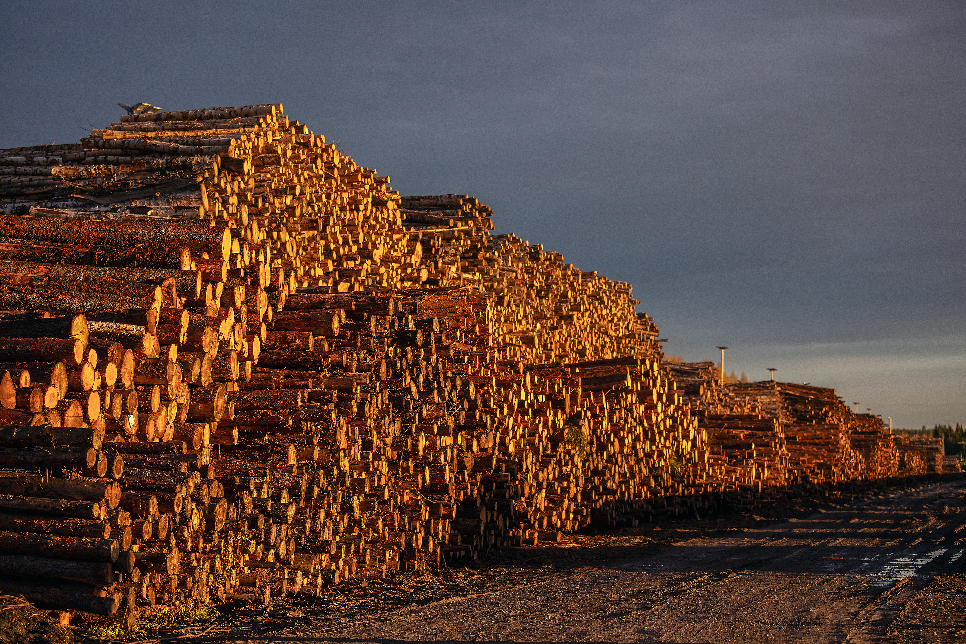 Venäjä on perinteisesti ollut yksi maailman suurimpia sahatavaran tuottajamaita. Kuvituskuva.