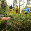 Metsillä on monenlaisia merkityksiä. Kuvituskuva.