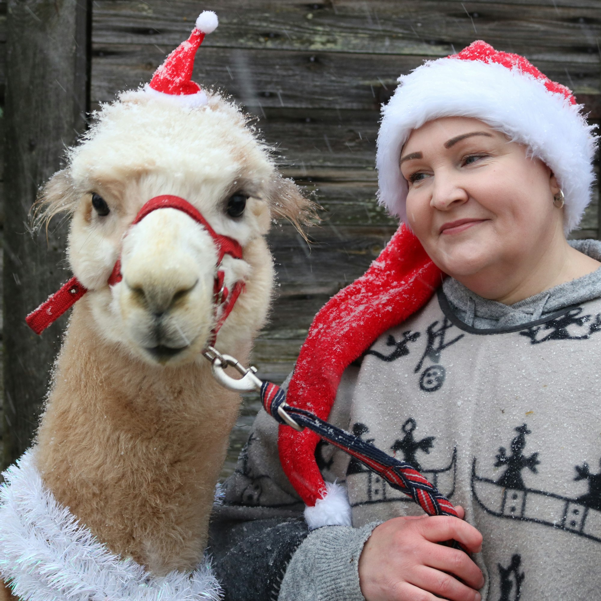 Merijärvellä asuva ”Alpakka-Eija” Murtojärvi kasvattaa alpakoita suurella sydämellä. ”Alpakka on terapeuteista parhain ja taito tuoda ihmisiä yhteen on aivan ilmiömäinen.”