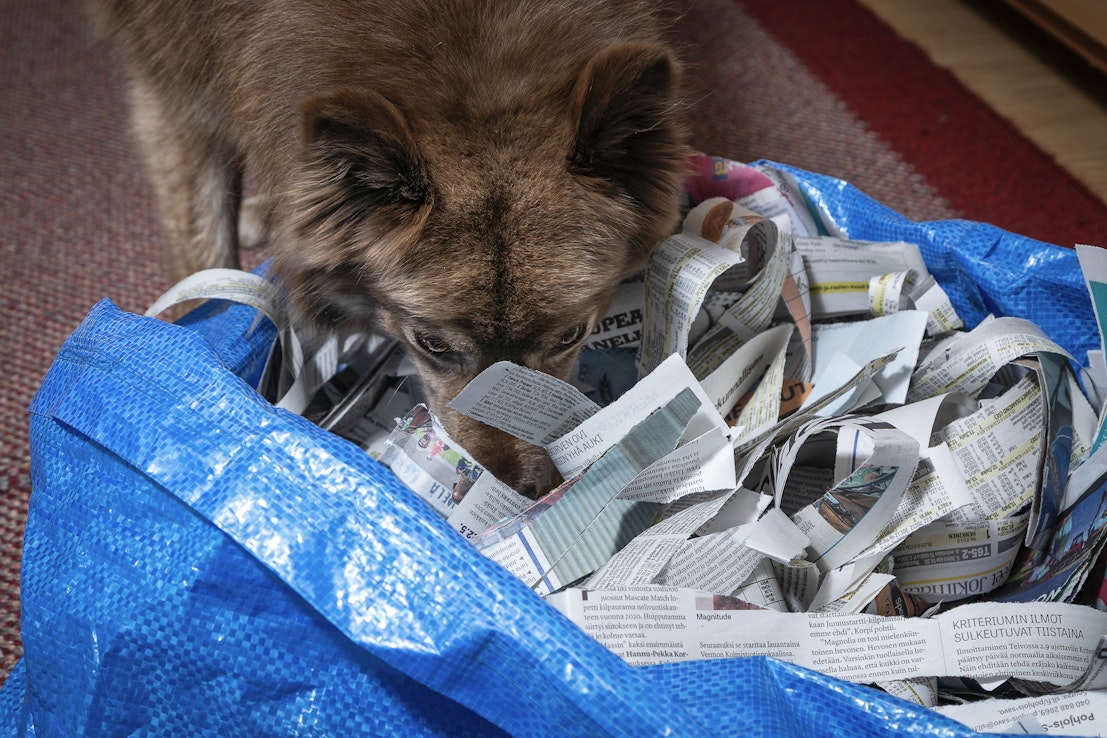 Kestokassista ja sanomalehtisilpusta tehtävä nuuskukassi herkkupiiloineen tarjoaa koiralle viihdyttävää puuhaa. 