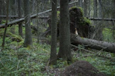 Pitkään hoitamattomana olleet metsät kasvattavat Suomen hiilivarastoa, professori Raisa Mäkipää sanoo. Sen sijaan joutomaa tai huonosti metsittynyt pelto ei kasvata hiilivarastoa.