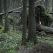 Pitkään hoitamattomana olleet metsät kasvattavat Suomen hiilivarastoa, professori Raisa Mäkipää sanoo. Sen sijaan joutomaa tai huonosti metsittynyt pelto ei kasvata hiilivarastoa.