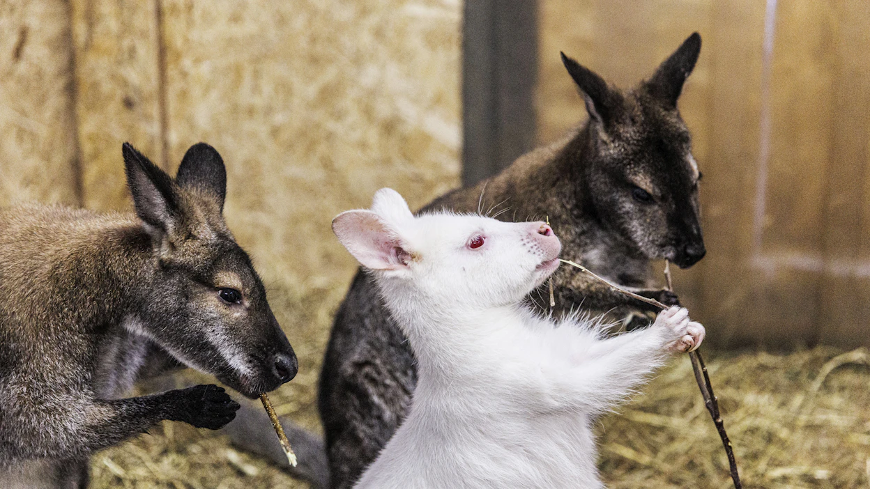 Albiinoille ei synny melaniinipigmenttiä, joten karva on valkoinen ja silmät punaiset ja valoherkät. Usein näkökin on heikentynyt. Välkkeen sisarukset ja vanhemmat ovat ruskeanharmaita.