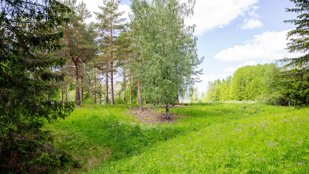 Perinnebiotooppeja ovat esimerkiksi niityt.