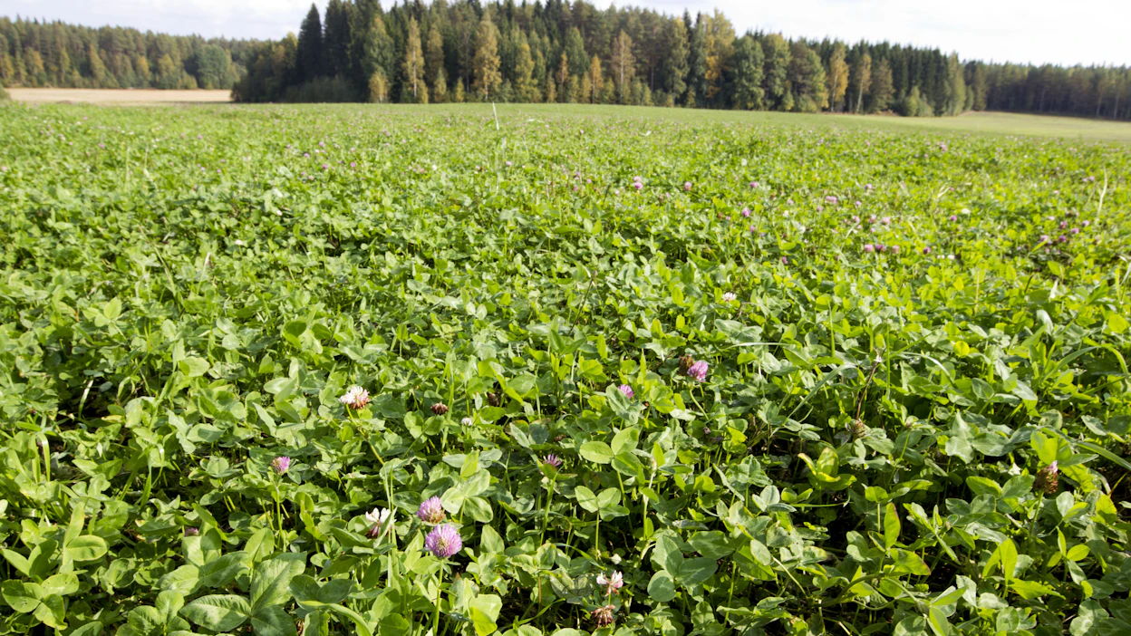 Apila hyväksyttiin tänä vuonna ensi kertaa maanparannus- ja saneerauskasvitoimenpiteen kasviksi. Toimenpiteen suosio kasvoi erittäin paljon. Kuvituskuva.