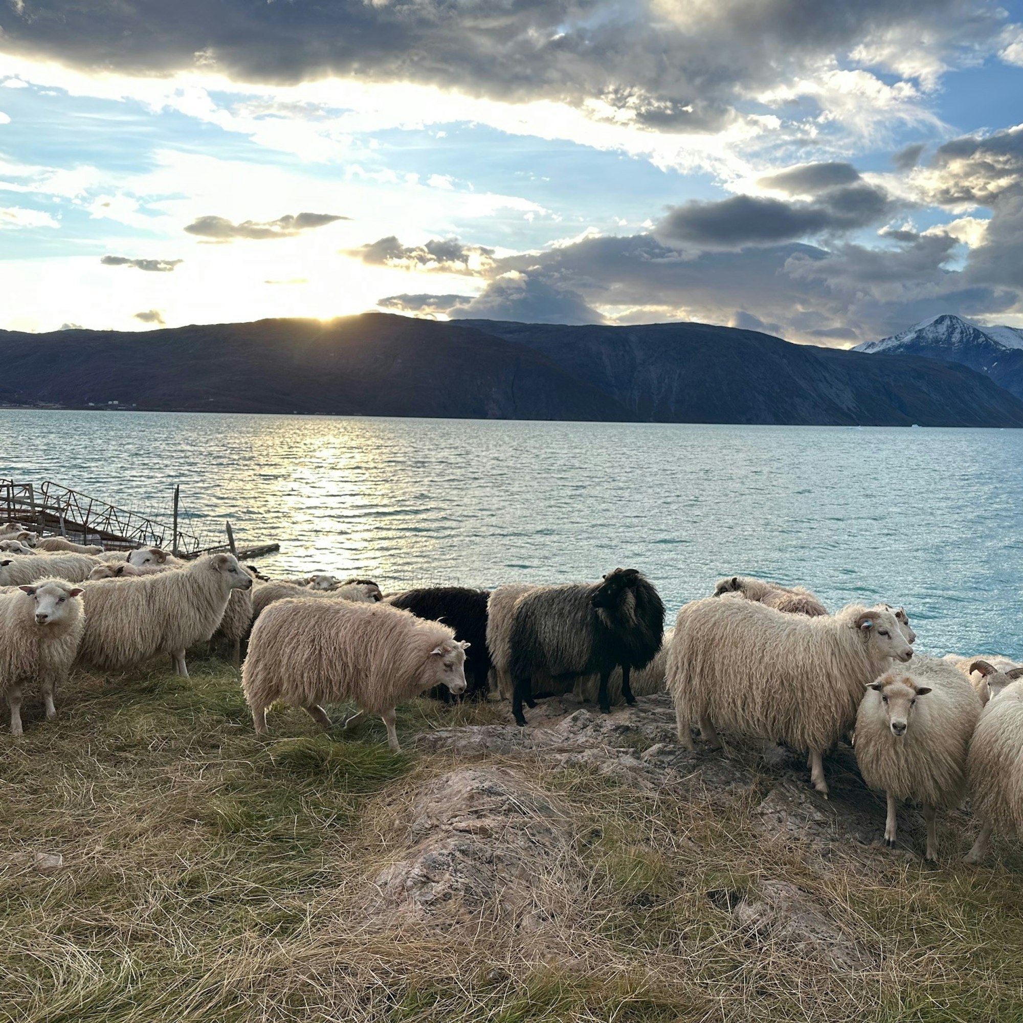 Ellen K. Frederiksen pyörittää miehensä Carlin kanssa Grönlannin vanhinta lammastilaa Qassiarsukin kylässä.