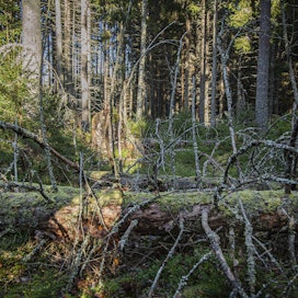 Kuolleen puun määrä kasvaa talousmetsissä kaikkien neljän skenaarion mukaan.