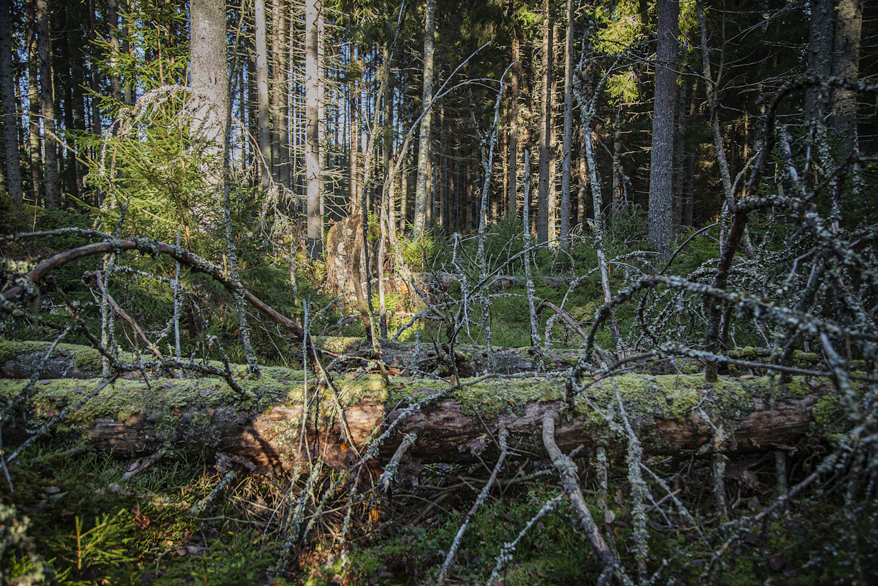 Ennen talousmetsässä kasvanut kuusitukki lahoaa nyt rauhassa, kun metsää ennallistetaan.