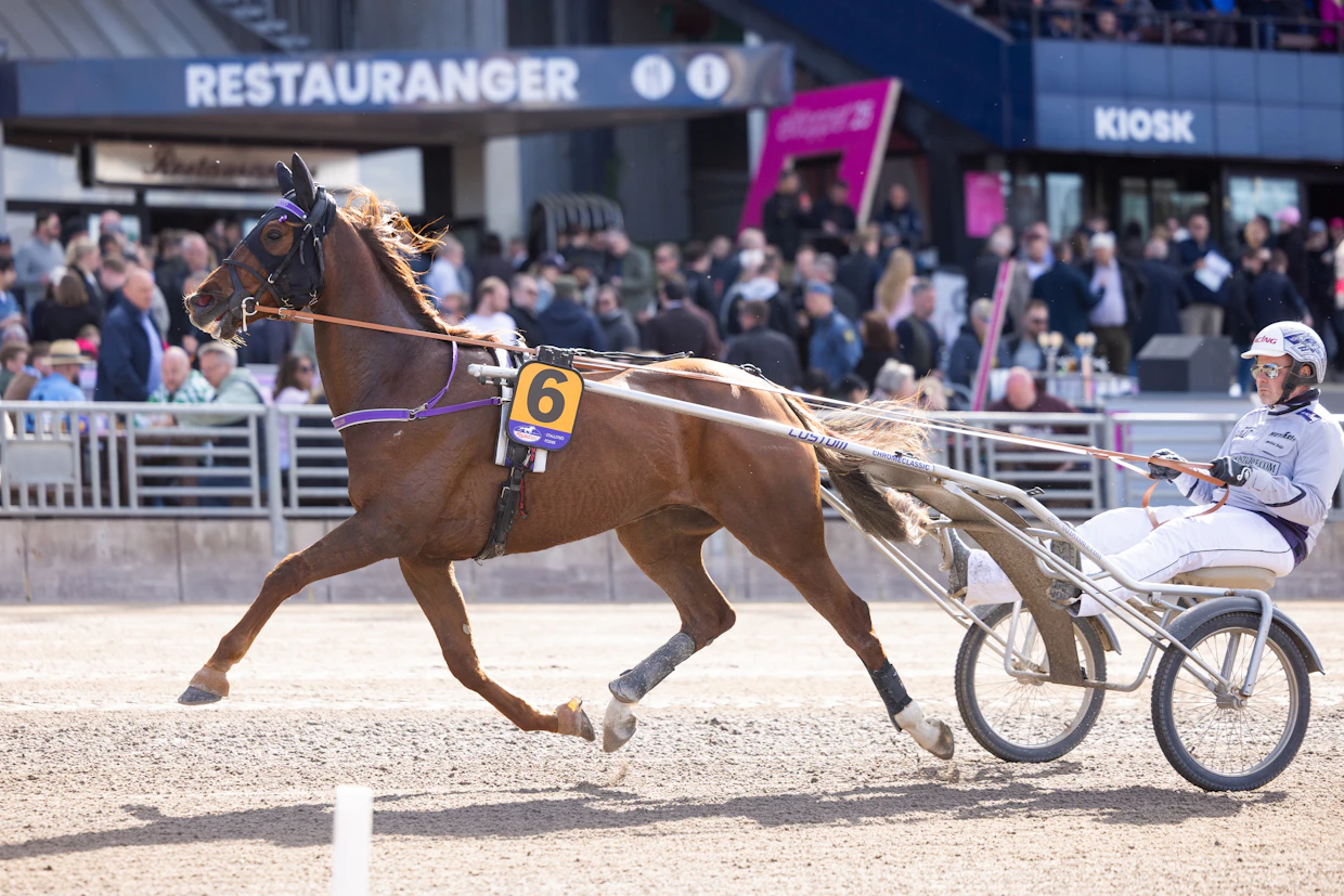 Matias Salo ja Star Photo S viime vuonna valmistautumassa Elitloppet-lauantain starttiin Solvallassa.