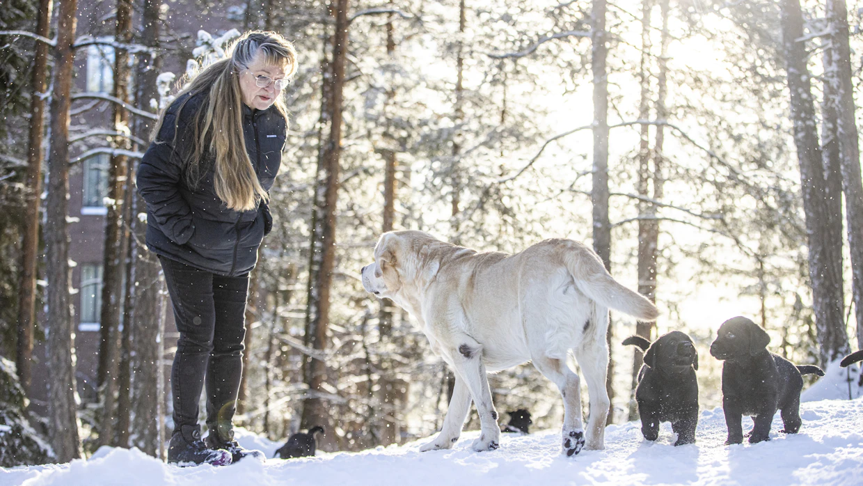 Mirja Aron 11-vuotias Wagner jaksaa touhuta pentujen kanssa. Ensi viikolla koti hiljenee, kun pennut lähtevät uusille omistajilleen.