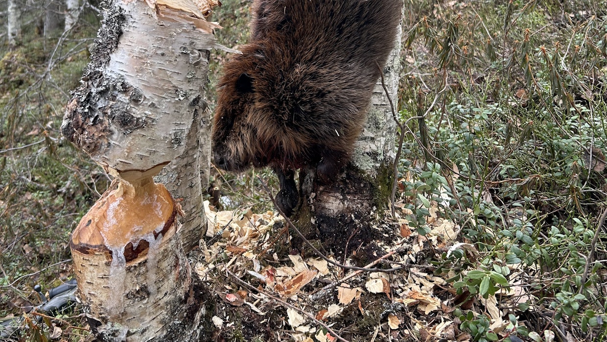 Kanadanmajava siirtyy metsästyslainsäädännöstä vieraslajilainsäädännön piiriin.