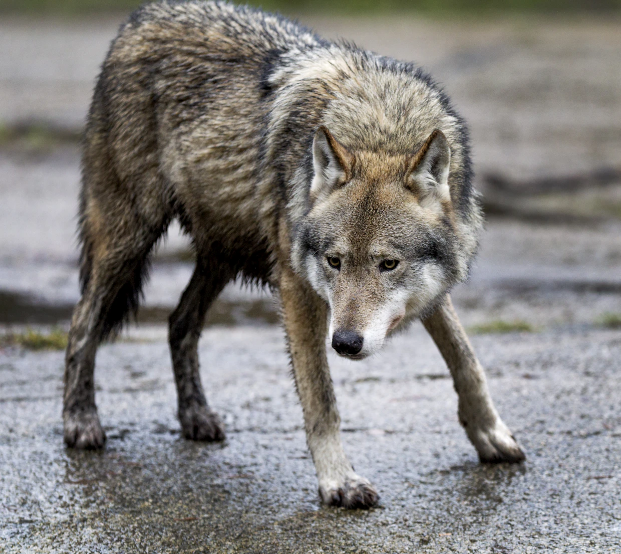 Erityisesti liiketunnistimella aktivoituvista kameroista on saatu hyviä kokemuksia. Kuvituskuva sudesta.