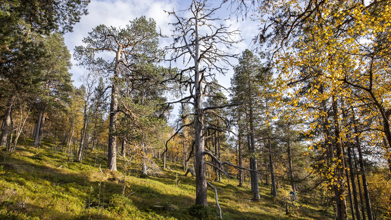 Luken erikoistutkijan Juha Mikolan mukaan Suomen metsien hiilinielut eivät ole riittäviä.