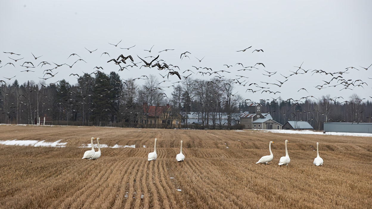 Hanhia on saapunut jo tuhansia.
