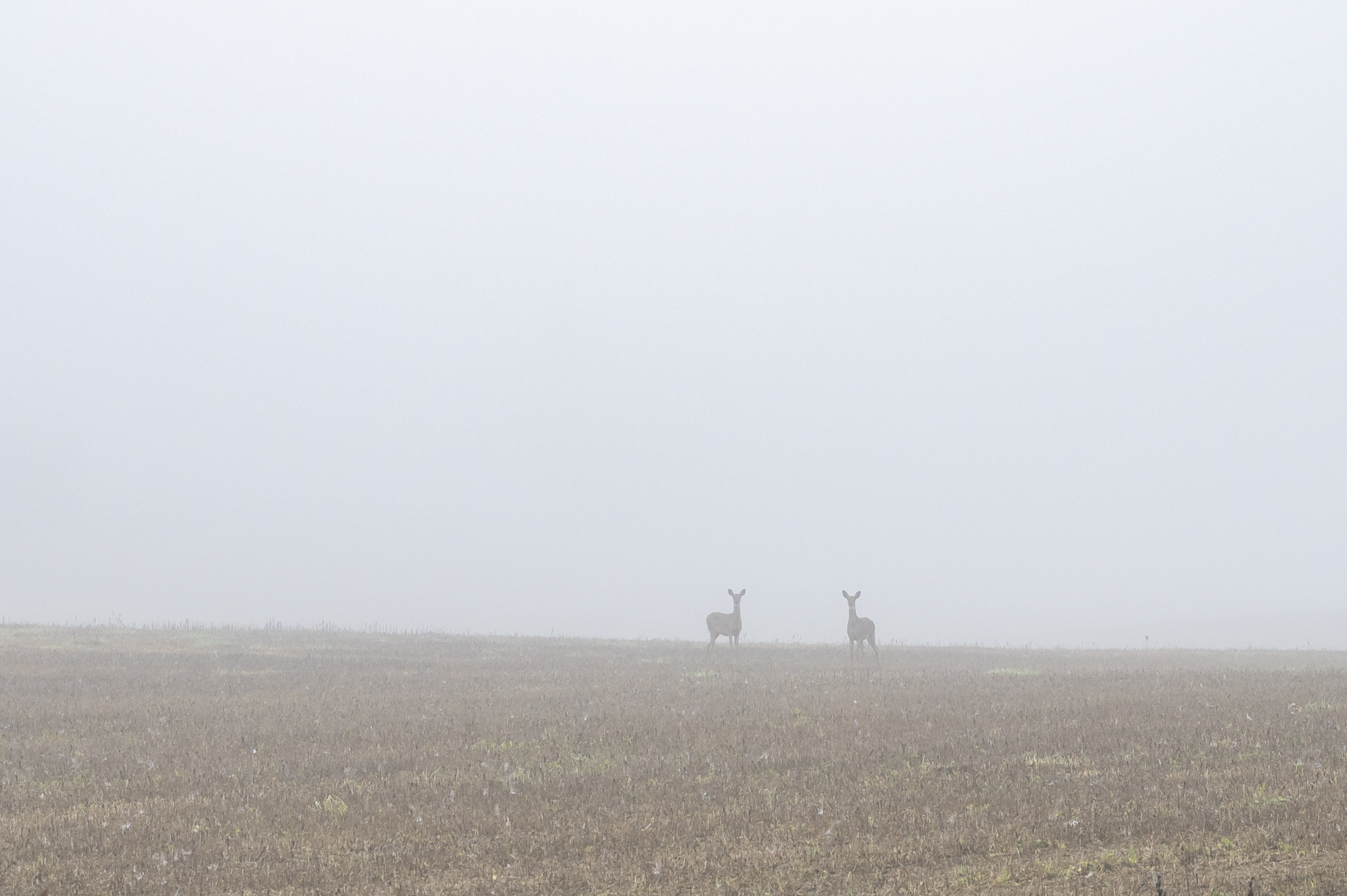 Varsinais-Suomeen myönnettiin nyt 15 prosenttia vähemmän valkohäntäpeurojen pyyntilupia kuin vuosi sitten.