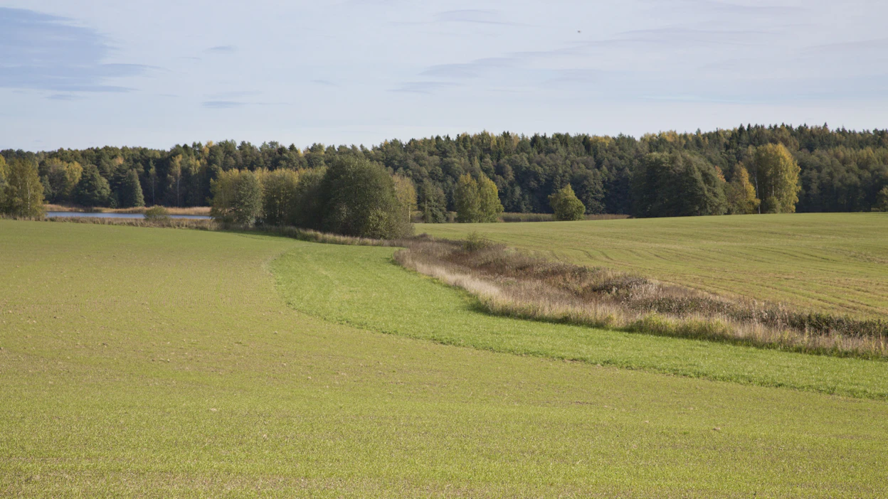 Syysviljapeltoja eli talviaikaista kasvipeitteisyyttä sekä suojakaistoja, molemmat vesien tilaan vaikuttavia toimia. Kuvituskuva.