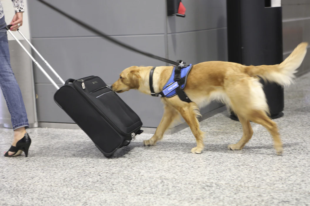 Ruokakoira Aino työssään Helsinki-Vantaan lentoasemalla. Ruokakoirat tunnistavat liha- ja maitotuotteet niiden kaikissa muodoissa.