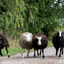 Lähiruokapäivä kulki ensimmäiset viisi vuotta Osta tilalta! -päivän nimellä. Kuvan karanneet lampaat aiheuttivat vierailijoissa hilpeyttä vuoden 2018 tapahtumaan osallistuneella Yrjaksen tilalla.