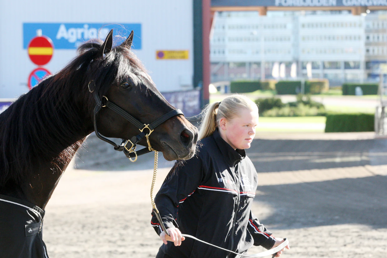 Geir Vegard Gundersenin tallin tähti on viisivuotias Charron. Kuvassa ori Solvallassa viime viikonloppuna yhdessä hoitajansa Lise Almen kanssa.