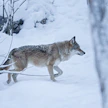 Sudenmetsästys alkaa Ruotsissa 2. tammikuuta.