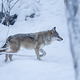 Ruotsi on päättänyt susikannan suotuisan suojelutason viitearvoksi 170 sutta ja on raportoinut sen EU:lle