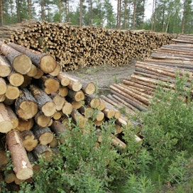 Metsäteollisuus on ostanut alkuvuonna puuta runsaasti.