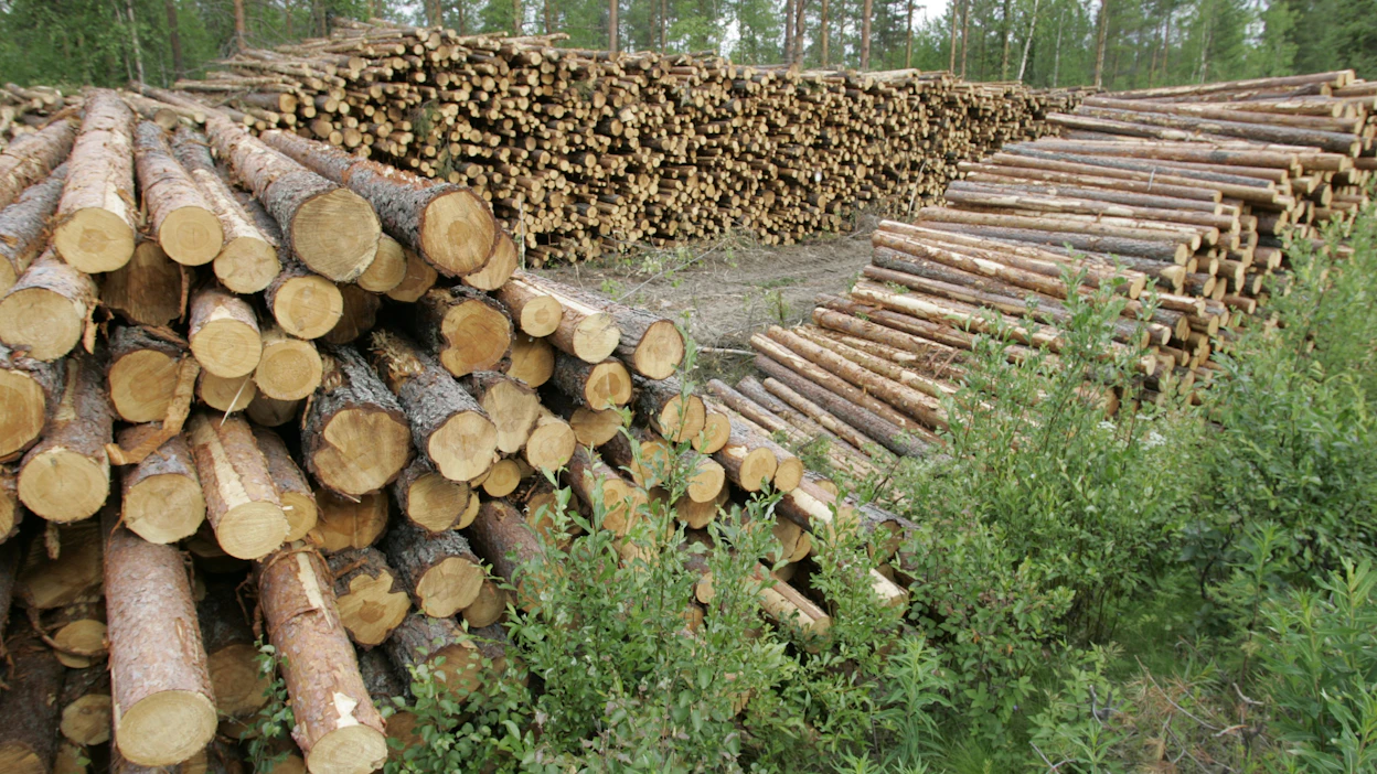 Kaarnakuoriaisten toukat kehittyvät heikentyneissä pystypuissa tai tuoreessa, kuorellisessa havupuutavarassa.