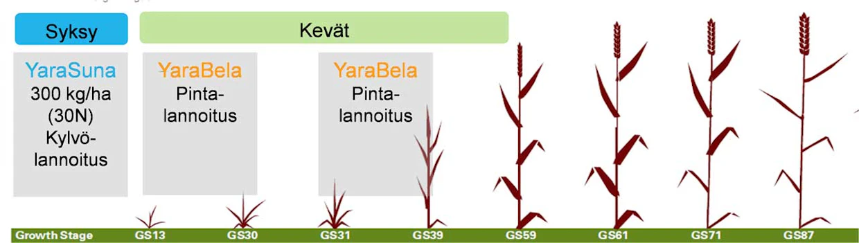 Kuvassa on esimerkki YaraSunan käyttämisestä yhdistelmänä mineraalilannoitteiden kanssa.