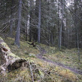 Suuri osa Evon luonnonsuojelualueiden ulkopuolisistakin metsistä on rajattu hakkuiden ulkopuolelle.