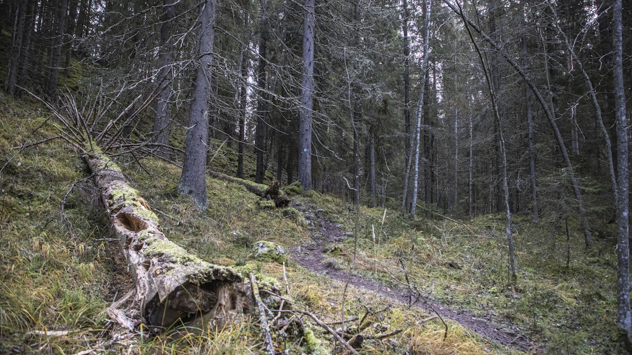 Suuri osa Evon luonnonsuojelualueiden ulkopuolisistakin metsistä on rajattu hakkuiden ulkopuolelle.