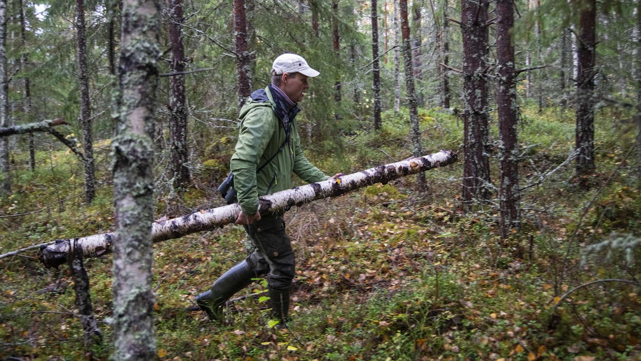 Luonnonhoidon asiantuntija Jukka Ruutiainen kantaa nojopuuksi soveltuvaa maalahopuuta kuusen juurelle. Siitä saa nopeasti sopivan pesäpaikan metsätiaiselle, hän sanoo.