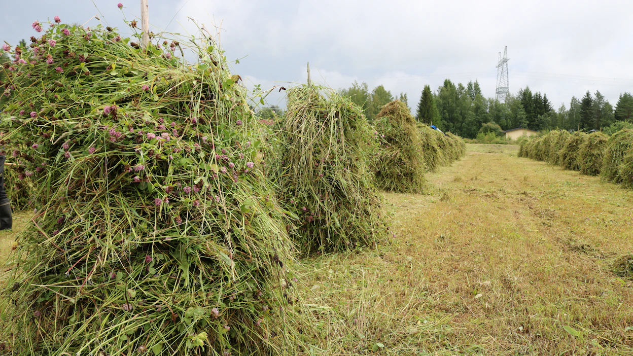 Jos on kuivaa heinää vielä korjaamatta pois pelloilta, niin Länsi-Suomea lukuun ottamatta sää on siihen tehtävään suosiollinen viikon loppupuolelle saakka.