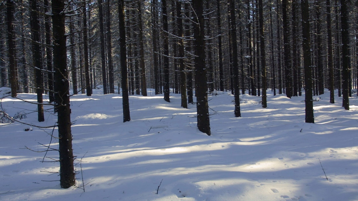 Metsä kasvaa Baltiassakin. Kuvituskuva.