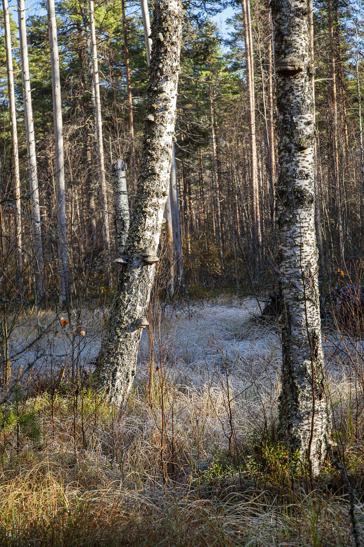 Puiden järeytyminen oli hyvässä vauhdissa ennallistamisen alla. Nämä koivut eivät ole sitoneet hiiltä vuosikymmeniin.