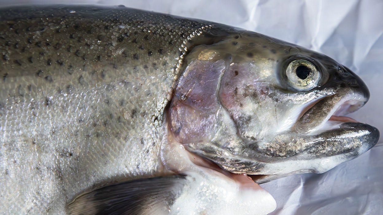 Metsähallitus pyrkii vähentämään kirjolohen istutuksia virtavesikohteilla.