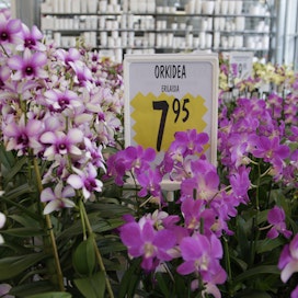 Orkidea ja kämmekkä tarkoittavat samaa, joten  kaupan orkideoita vastaavia kämmeköitä kasvaa runsaasti metsissämme.