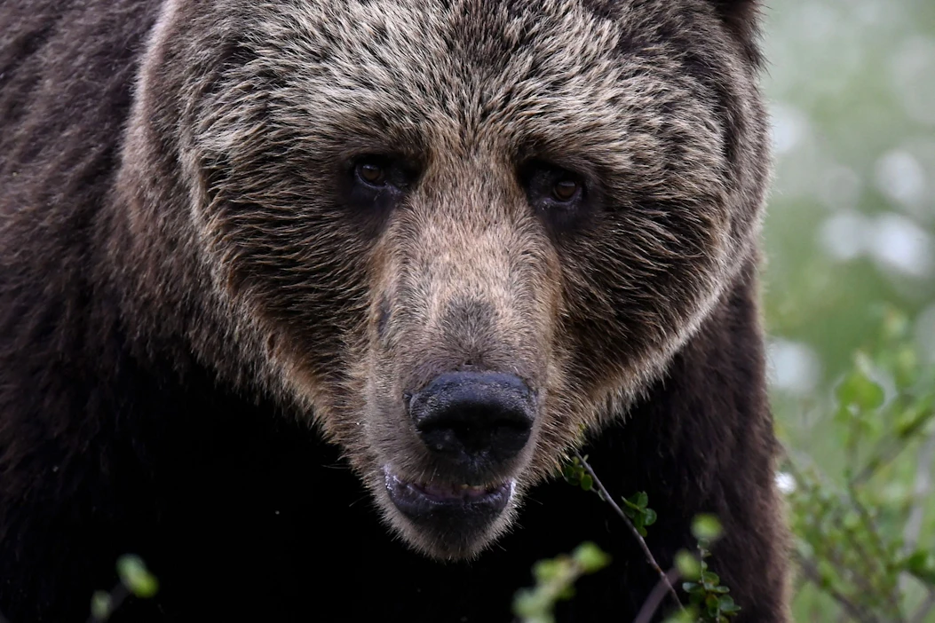 KHO:n antamien päätösten mukaan valtaosa karhunmetsästykseen annetuista poikkeusluvista Kainuussa, Itä-Suomessa ja Pohjois-Hämeessä oli lainvastaisia. LEHTIKUVA/AFP.