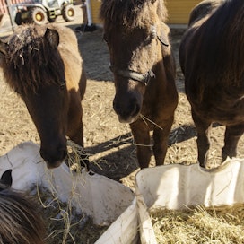 Hevosenomistajan on tärkeää tietää oman hevosensa rehunkulutuksen lähtökohdat: hevosen käyttötarkoitus, mahdolliset ruokintaa rajoittavat sairaudet, pitopaikan rajoitteet ja sisäruokintakaudelle vaadittava heinän määrä.