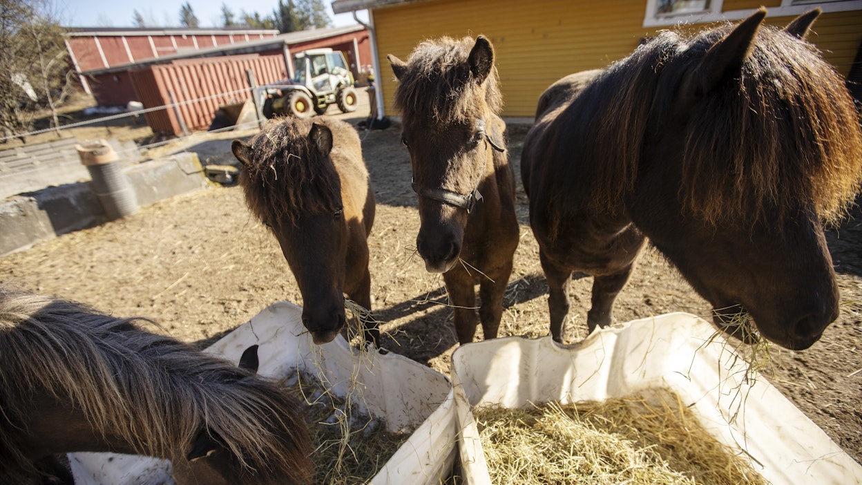 Hevosenomistajan on tärkeää tietää oman hevosensa rehunkulutuksen lähtökohdat: hevosen käyttötarkoitus, mahdolliset ruokintaa rajoittavat sairaudet, pitopaikan rajoitteet ja sisäruokintakaudelle vaadittava heinän määrä.