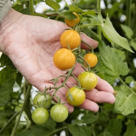 Miten tomaattisato kannattaa säilöä? Paras säästö syntyy, kun säilykkeillä korvaa kalliita ostotuotteita.