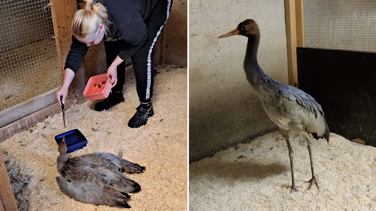 Kurki ei pystynyt lentämään, kun se tuli viime elokuussa Pyhtään Lintuhoitolaan. Eläintenhoitaja Marjaana Hokkanen ruokki sitä lihalla, johon oli lisätty eläinlääkärin määräämää tulehduskipulääkettä.