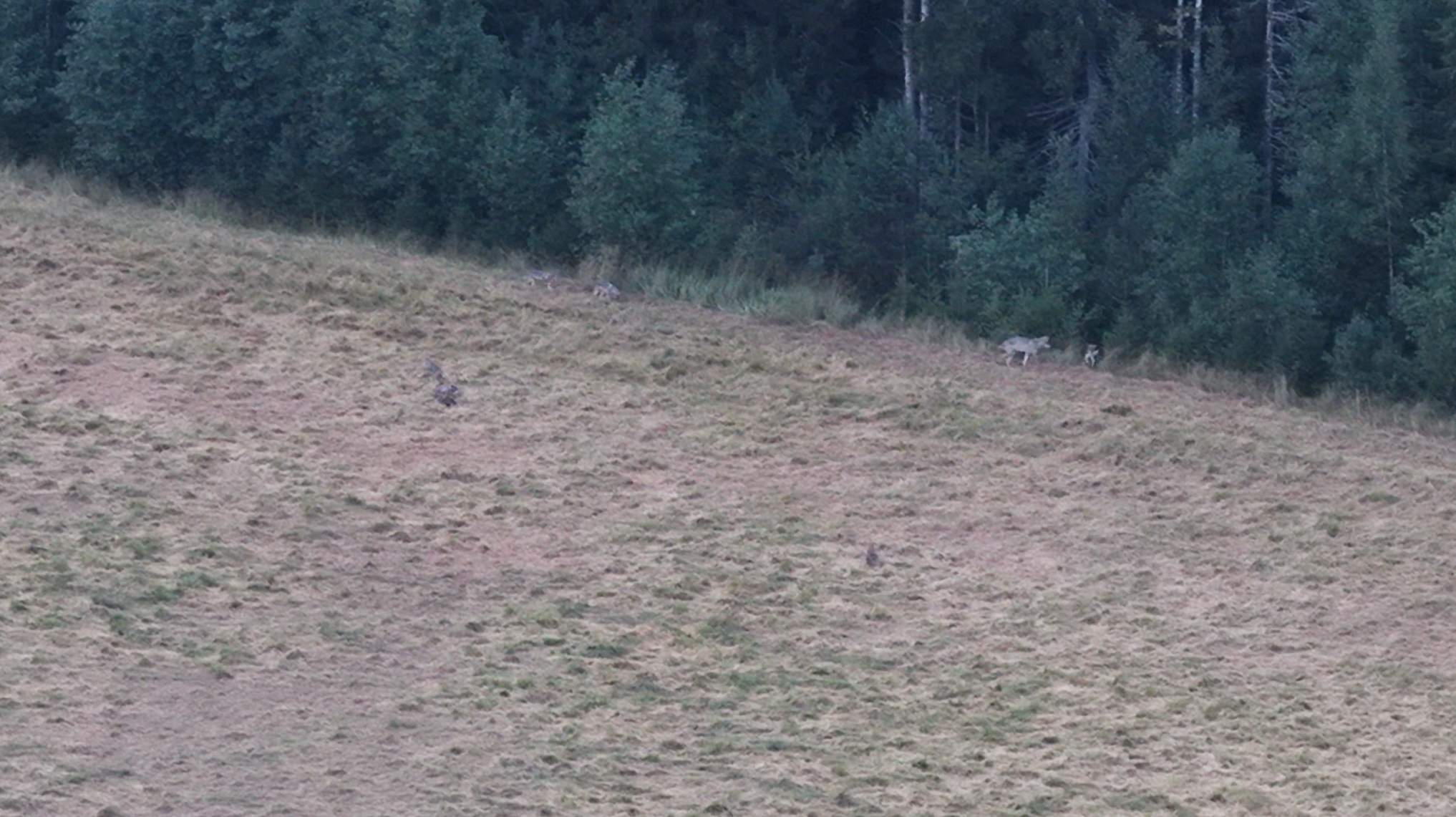 Montako sutta näet videolla, joka on liitetty juttuun?