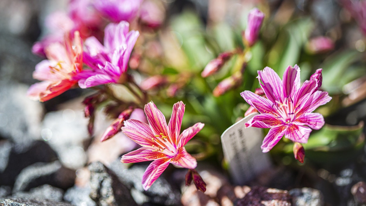 Tähtilevisia sopii kivikkoistutuksiin eikä siedä märkyyttä.