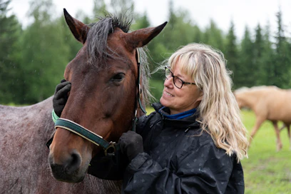 Vuonna 2005 syntynyt Taika-Varpu on Kokkomäen tallin päistärikköjen kantaemä ja Viitasen sydänhevonen. Tänä vuonna se saa 13. varsansa.