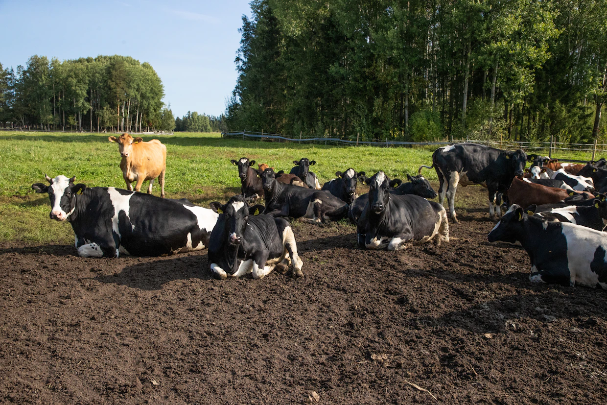 EU:n uutta kotieläinstrategiaa on luonnehdittu kotieläintalouden kunnianpalautukseksi.